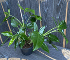 Syngonium podophyllum 'Trileaf Wonder' (3 növény/cserép)