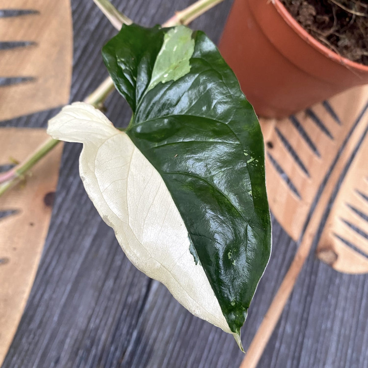 Syngonium podophyllum 'Variegata' - exemplare mari