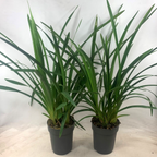 Cymbidium mix without flowers