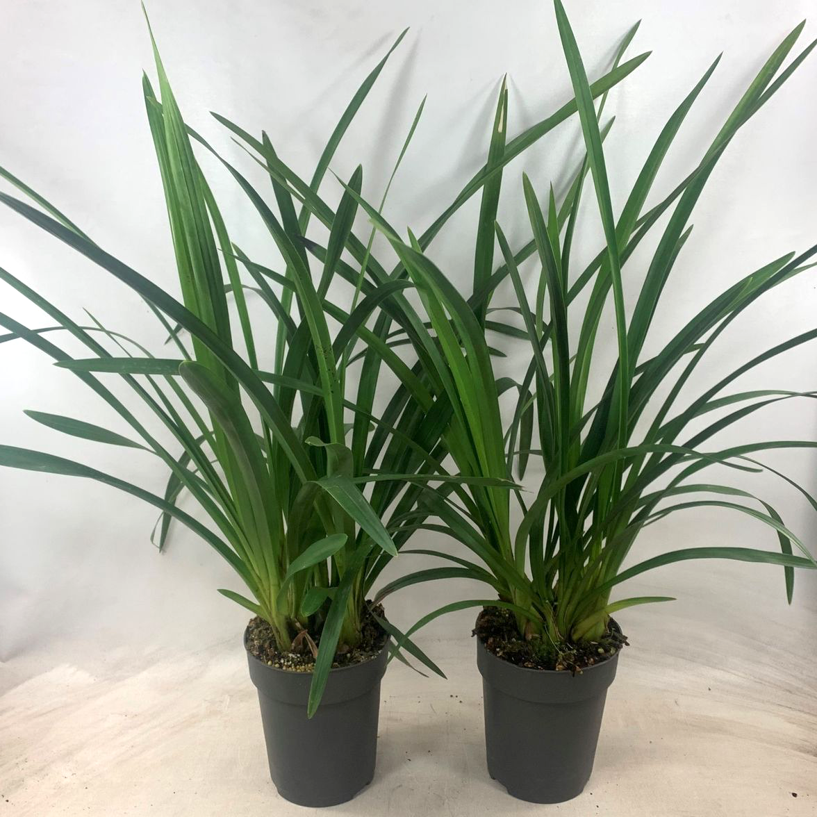 Cymbidium mix without flowers