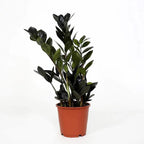 Zamioculcas zamiifolia 'Raven ZZ' ('Dowon') XL - frunzis negru, eleganta indestructibila