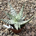 Aloe sans identifiant