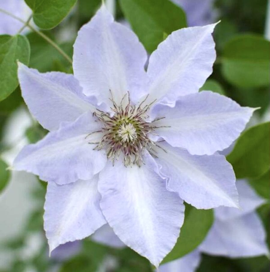 Clematis 'Tranquilite' (Evipo111) cu floarea XL