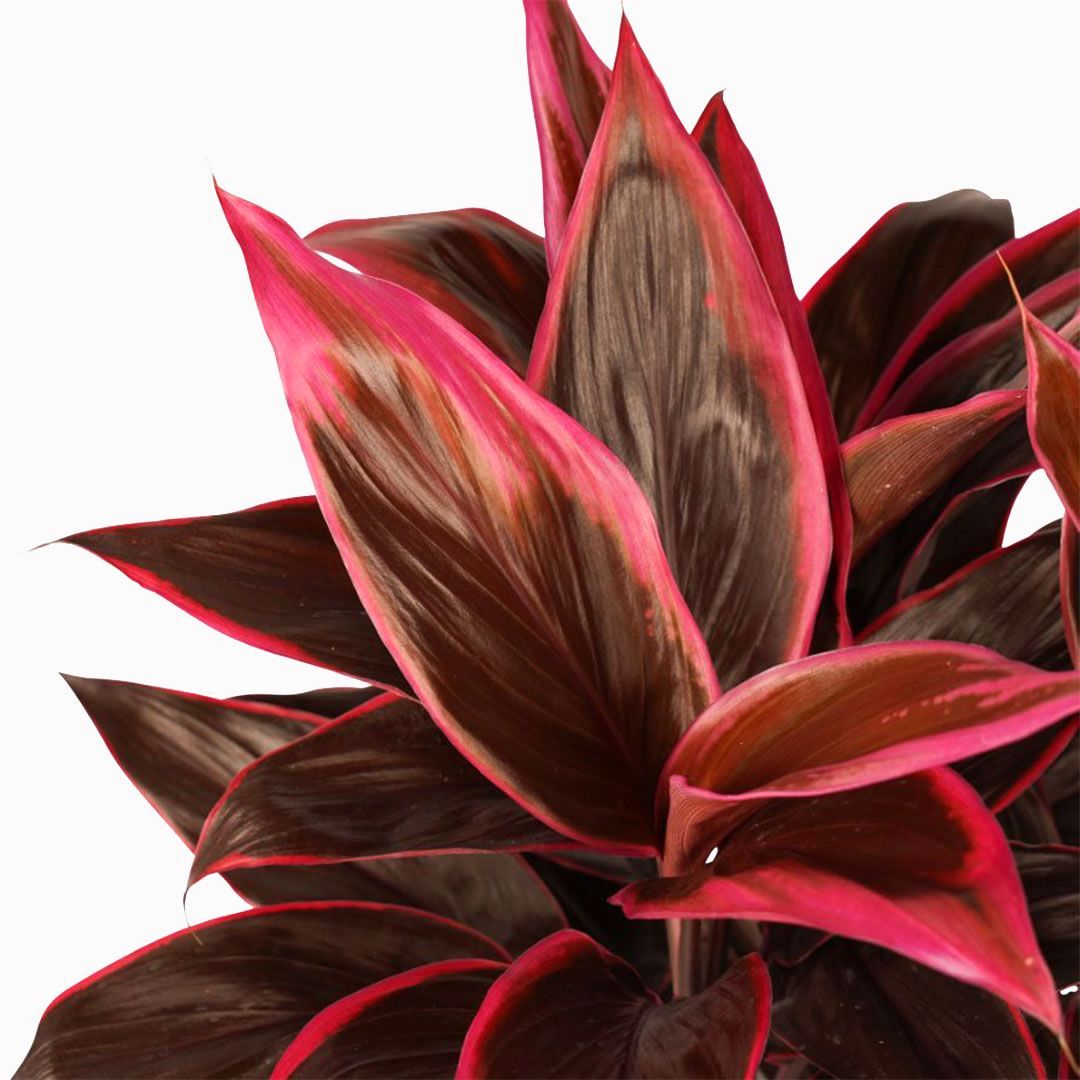 Cordyline ‘Mambo’ - planta tropicala de interior