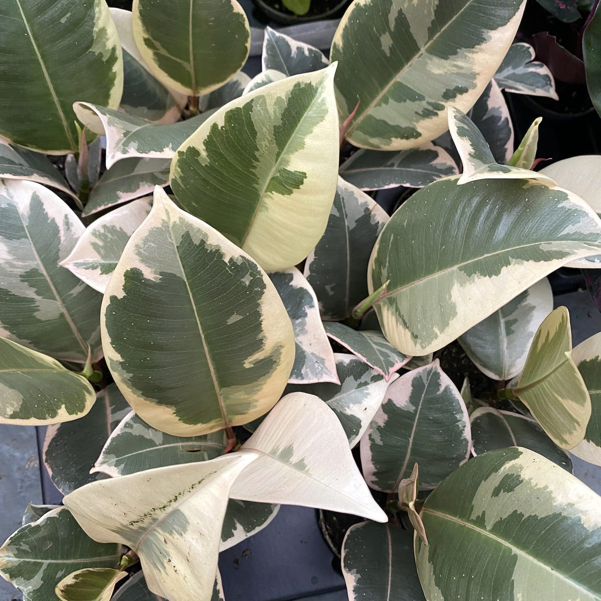 Ficus elastica Tineke (baby plant)