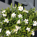 Gardenia Jasminoides 'Sweetheart'