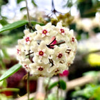 Hoya 'Mathilde' (carnosa x serpens)