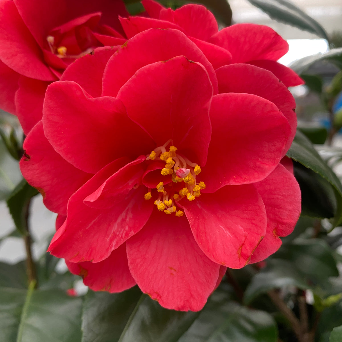 Camellia japonica 'Campbellii' - odporna proti zmrzali