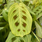Maranta leuconeura ‘Fantasy’ – Prayer Plant with striking veins
