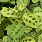 Maranta leuconeura ‘Fantasy’ – Prayer Plant with striking veins