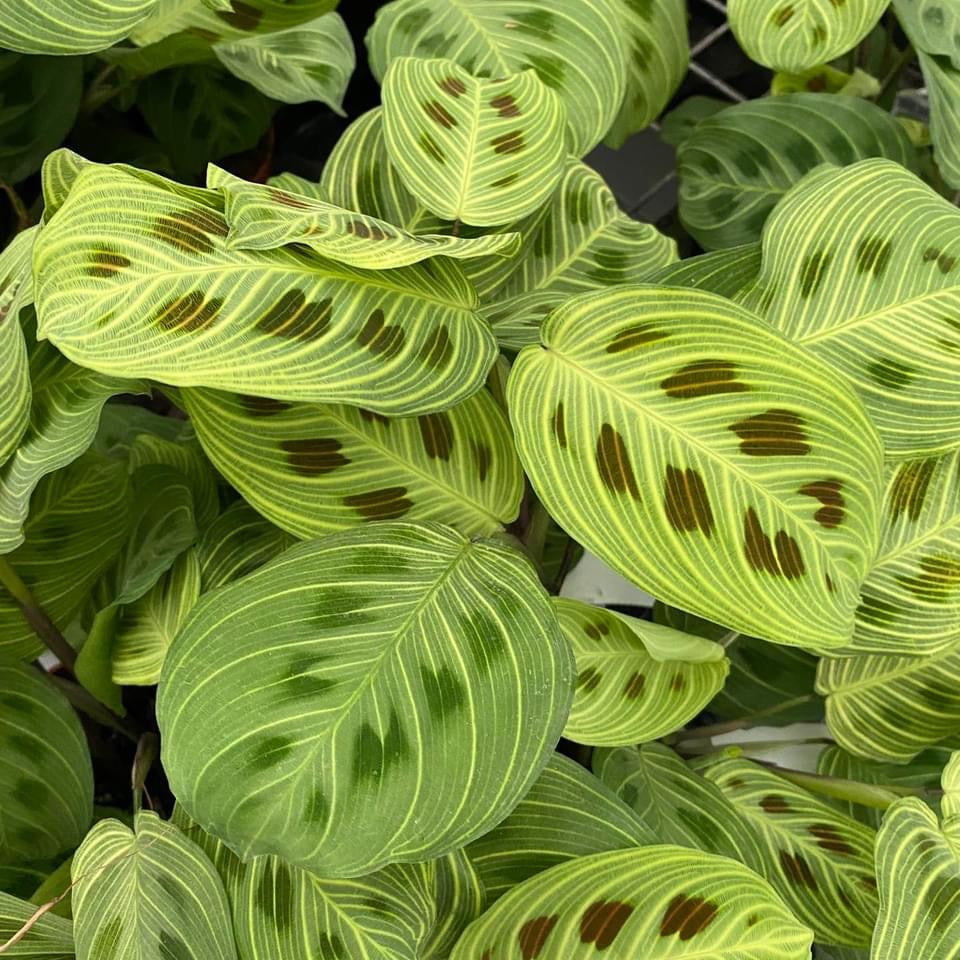 Maranta leuconeura ‘Fantasy’ – Prayer Plant with striking veins