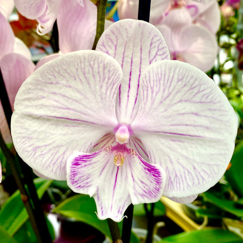 Phalaenopsis 'Manta Ambon' big lip
