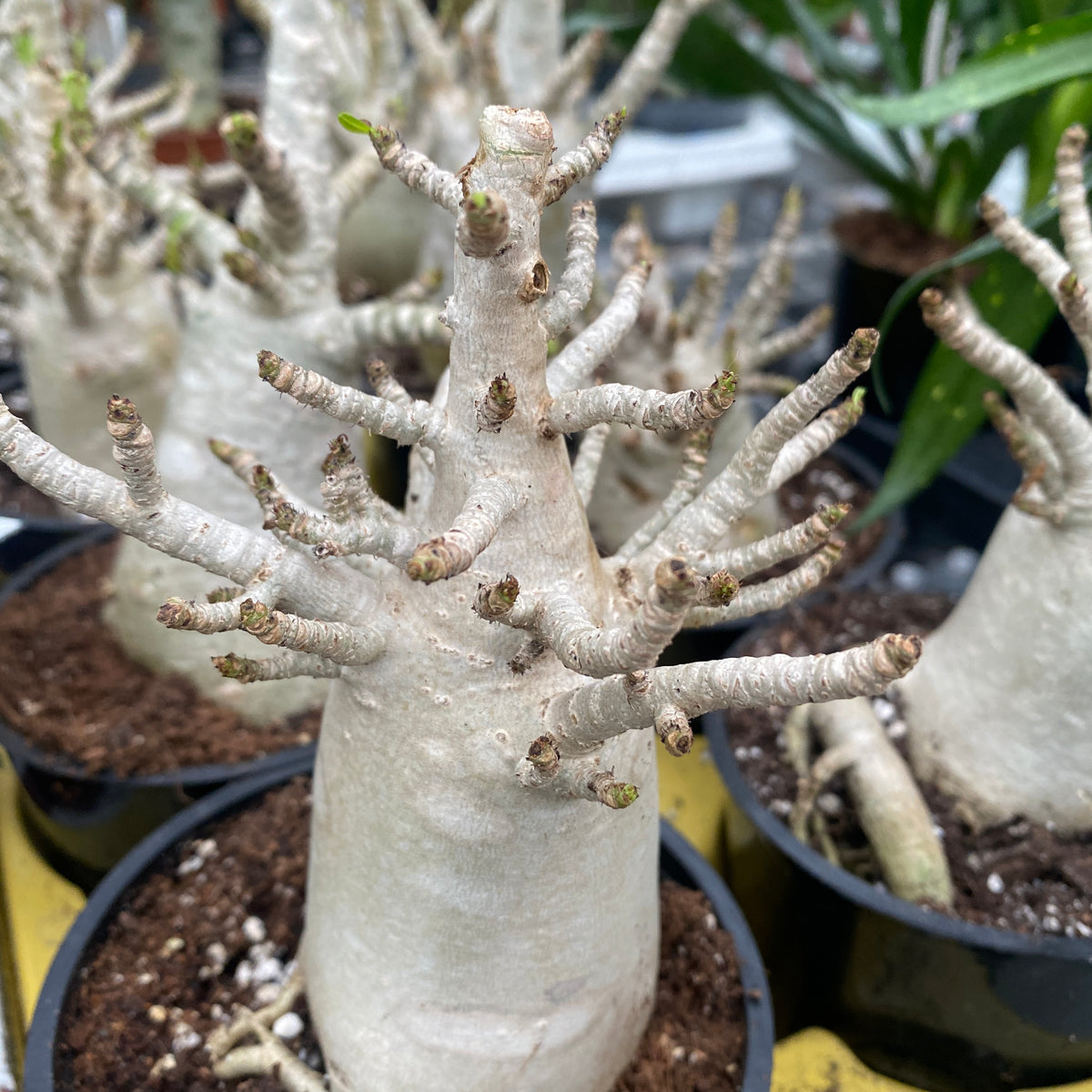 Adenium arabicum 'Baobab' D12