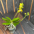 Phalaenopsis Artisto Pop peloric 3lips