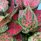 Aglaonema Spotted Star