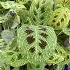 Maranta leuconeura ‘Fantasy’ – Prayer Plant with striking veins