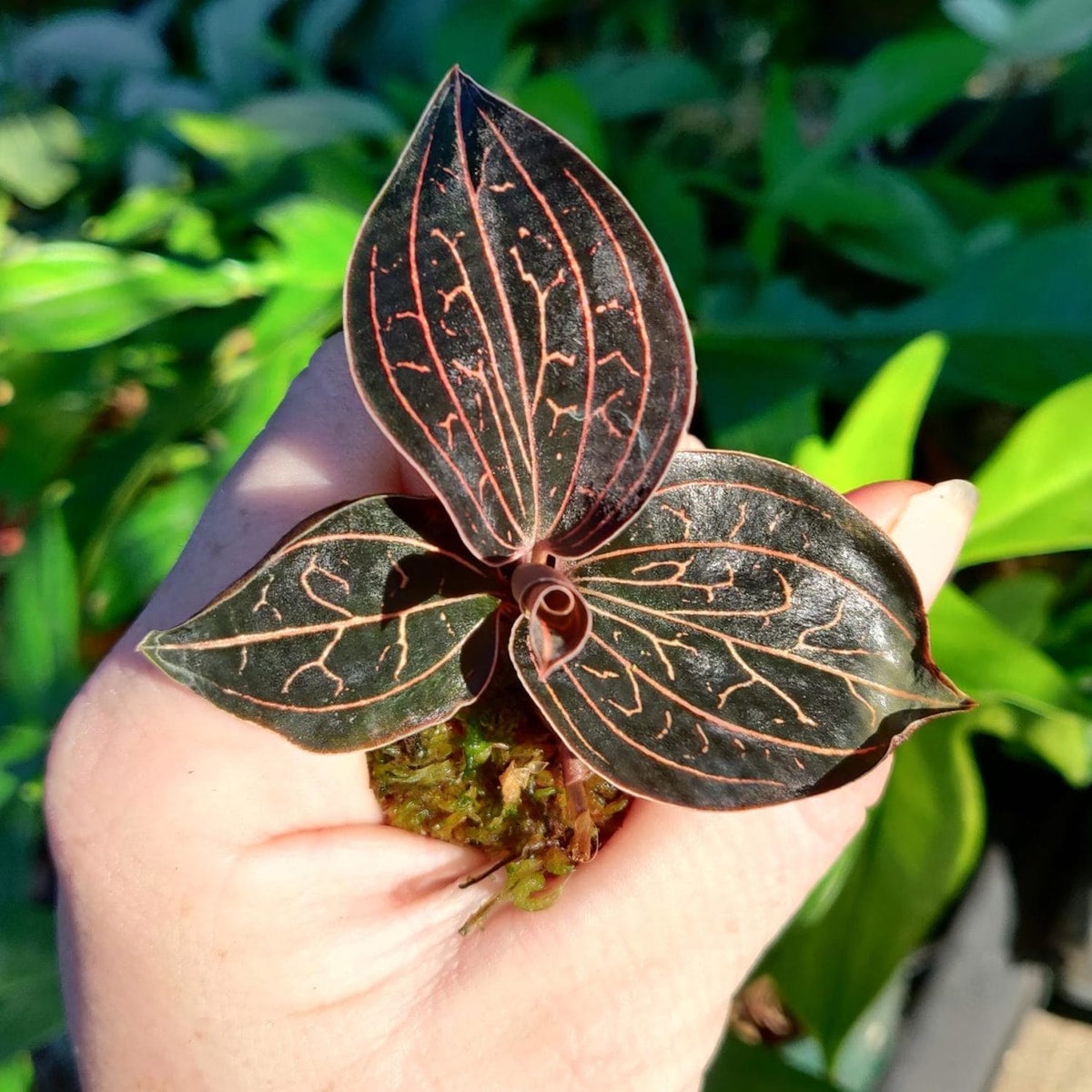 Anoectochilus chapaensis 'Golden Jewel' (Jewel Orchid)
