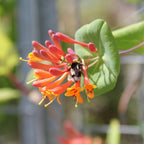 Lonicera brownii 'Dropmore Scarlet' - Lady's Mantle, Honeysuckle