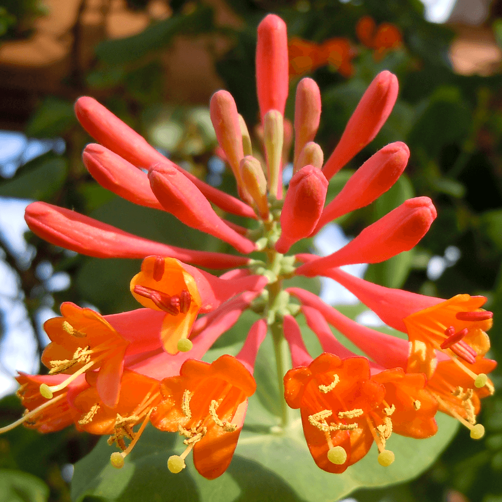 Lonicera brownii 'Dropmore Scarlet' - Mana Maicii Domnului, Caprifoi