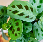 Maranta leuconeura var. kerchoveana (Planta Rugaciunii) - planta tropicala cu model verde spectaculos