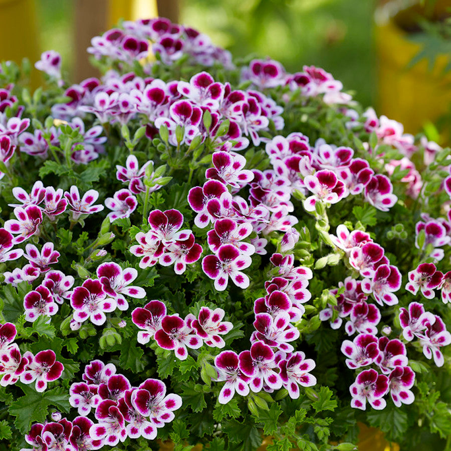 Vonné muškáty proti komárům - Pelargonium 'Nova' Mosquitaway