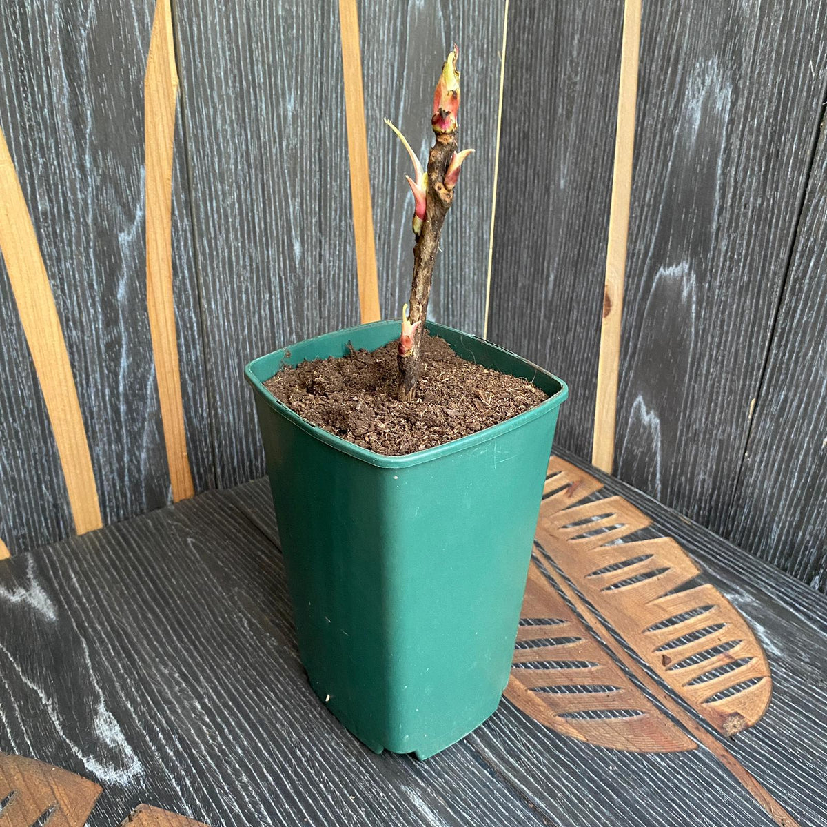 Paeonia suffruticosa 'Hai Huang' - bujor arbustiv cu flori galbene duble