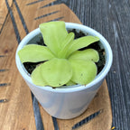 Planta carnivora Pinguicula Tina