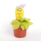 Planta carnivora Pinguicula Tina