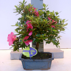 Bonsai Azalee Japonica (Rhododendron)