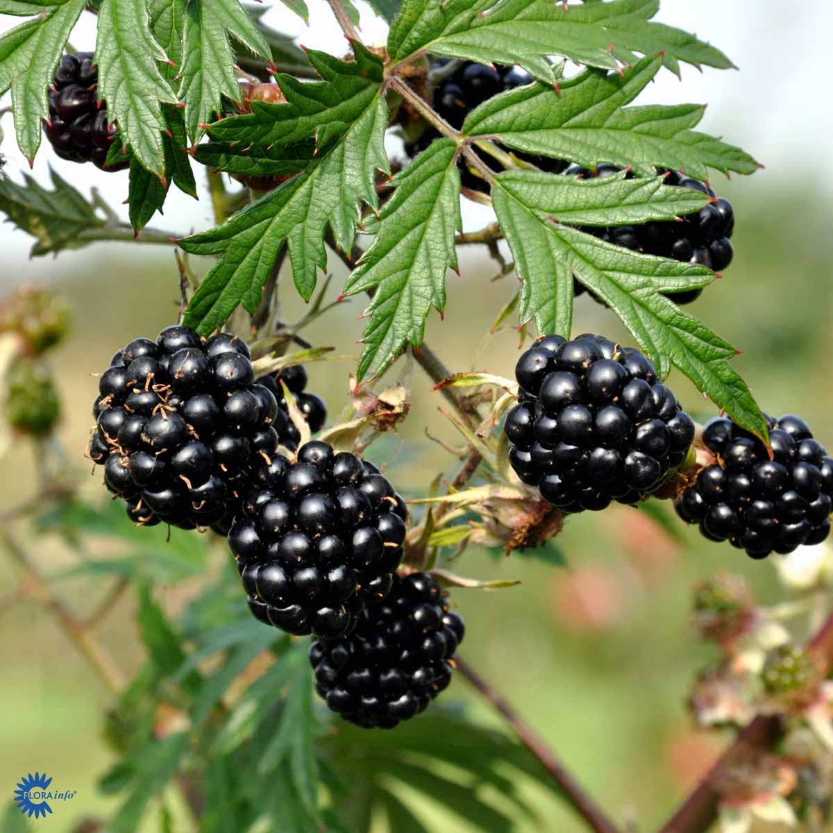 Tövis nélküli málna, örökzöld, hatalmas terméshozam - Rubus fruticosus 'Thornless Evergreen' (Oregon Thornless)