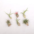 Tillandsia AirPlant mix - air plants