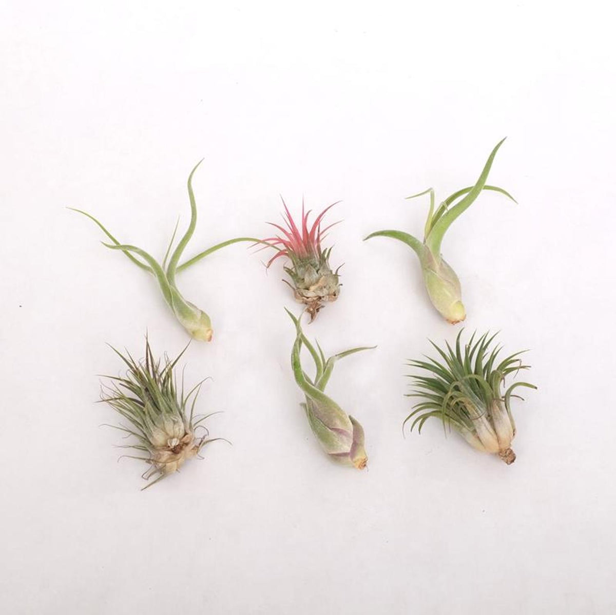 Tillandsia AirPlant mix - air plants